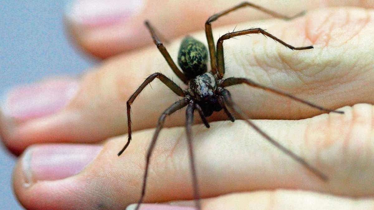 Meiningen: Schreck vor Spinne: Auto ist jetzt Schrott