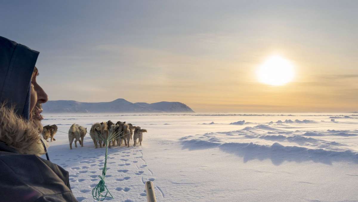 Klimawandel auf Grönland: Sterben die  Schlittenhunde aus?