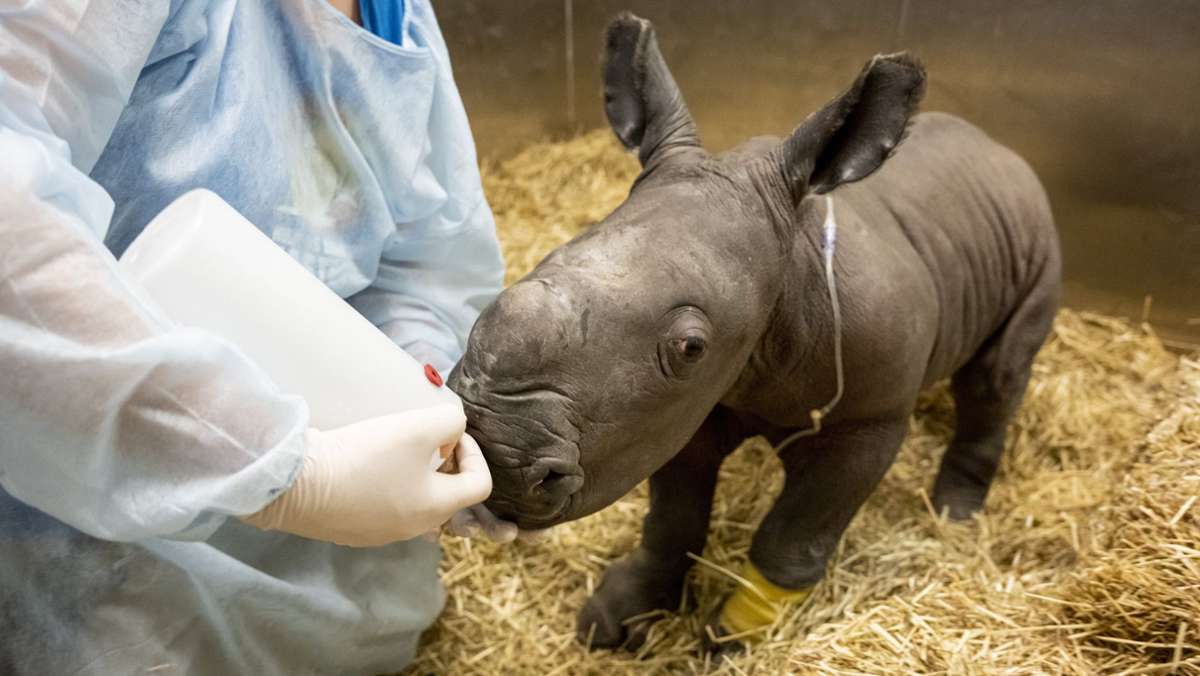 Zoo in Australien trauert: Seltenes Nashorn-Baby gestorben