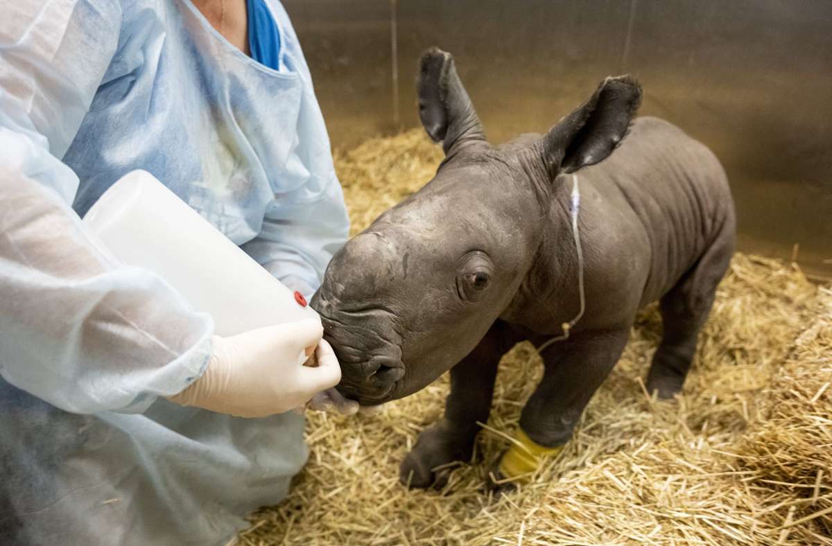 Das Nashorn-Baby nach der Geburt vor wenigen Tagen Foto: dpa/Supplied