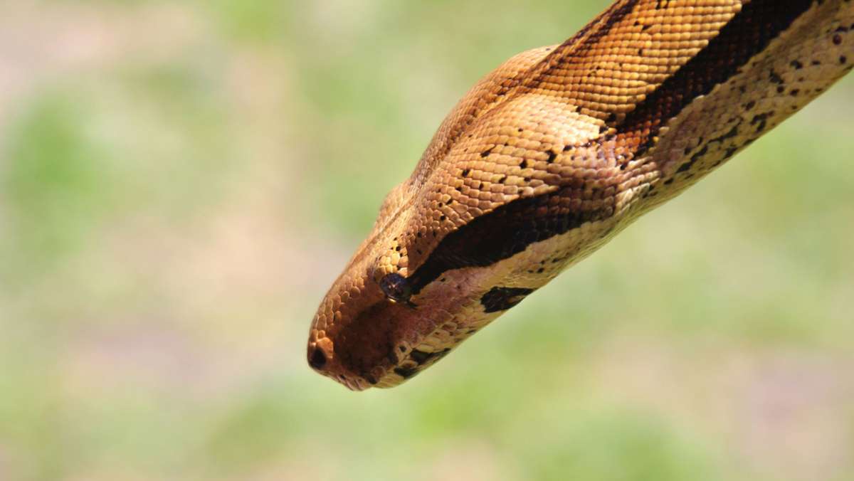 Schlangen-Attacke in Australien: Python schnappt Kind und zieht es in Swimmingpool