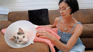Schock: Katze in Tellereisen gefangen