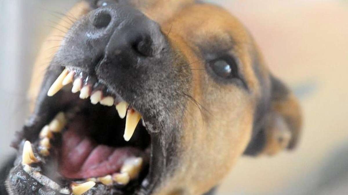 Mehrere Bisse: Hund greift 30-Jährigen und Hündin an