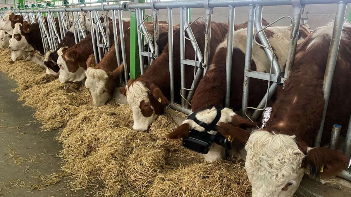 Milchproduktion in der Türkei: Bauer gaukelt Kühen mit VR-Brillen grüne Wiesen vor