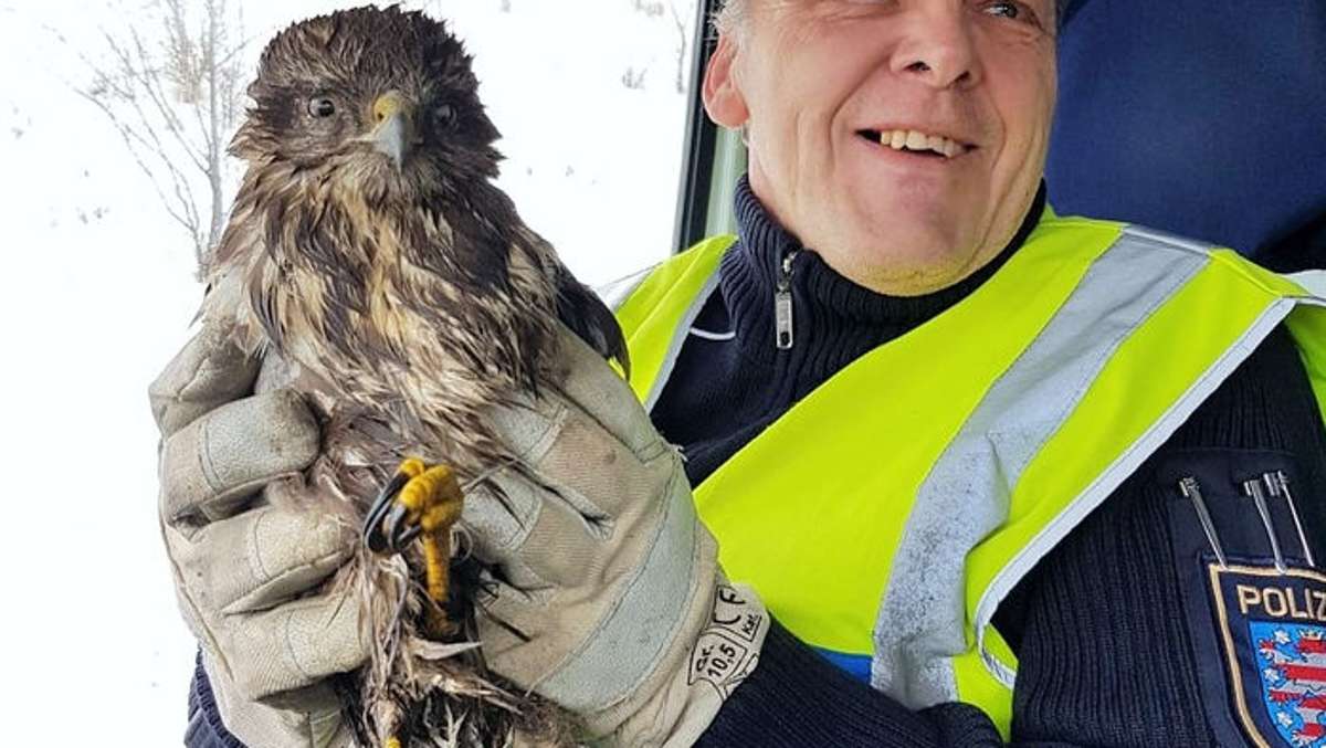 Helfer: Autobahnpolizisten retten Greifvogel von A 71