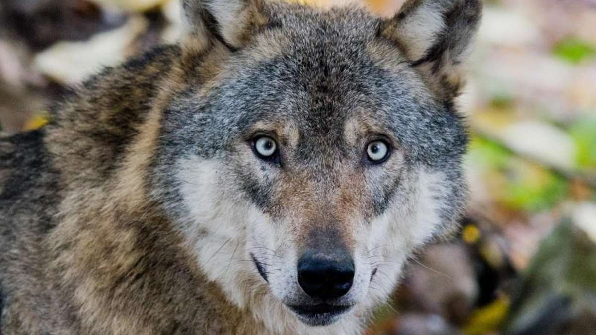 Thüringen: Naturschützer hoffen auf echten Wolfsnachwuchs für Thüringen