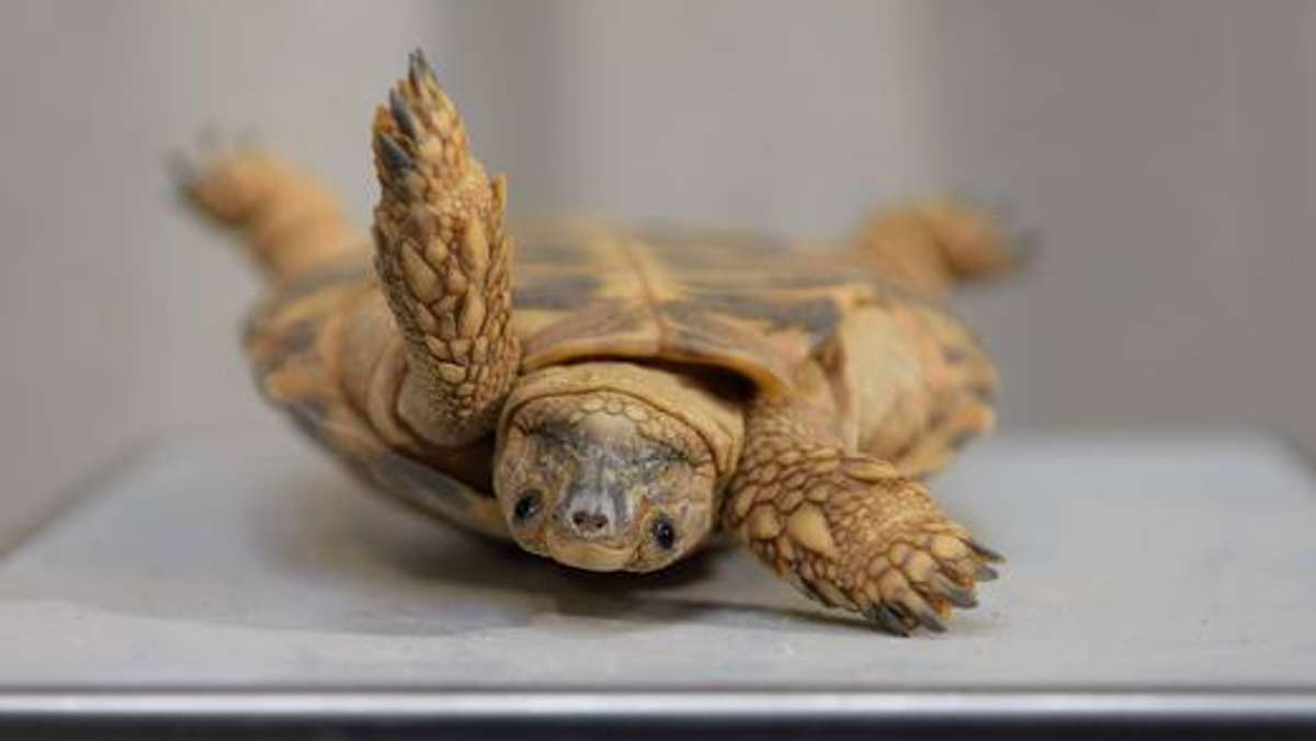 Thüringen: Schildkröten müssen in den Kühlschrank