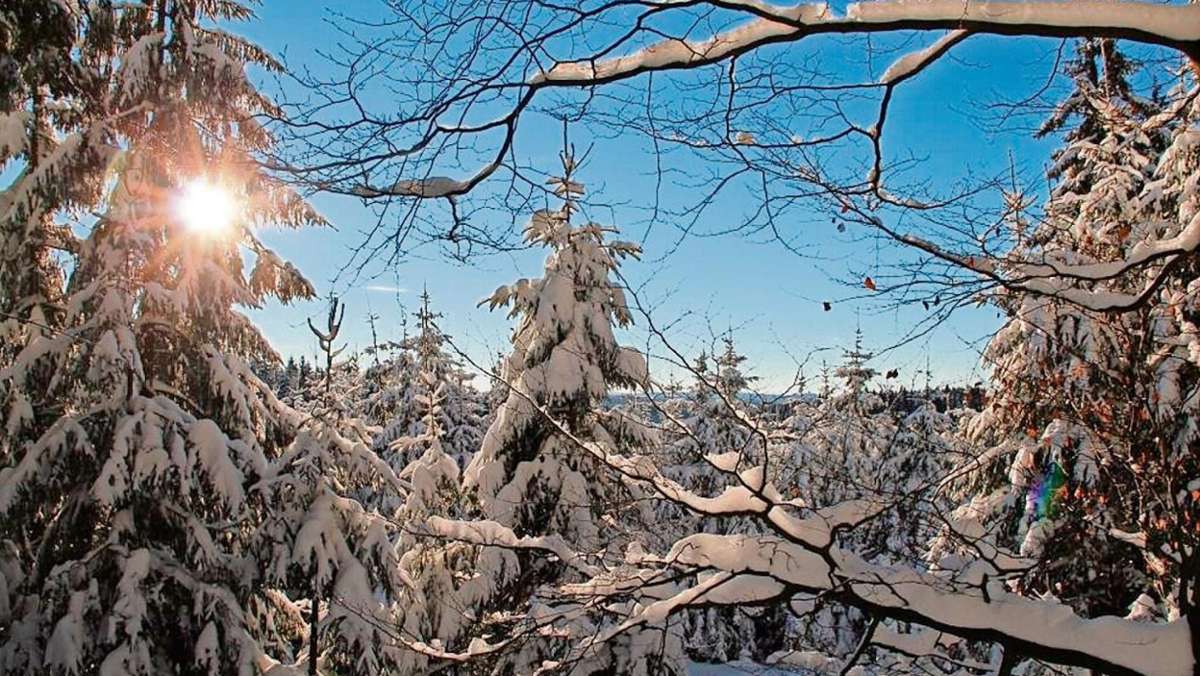 Suhl/ Zella-Mehlis: Raffinierte Strategien: Waldbäume trotzen dem Frost