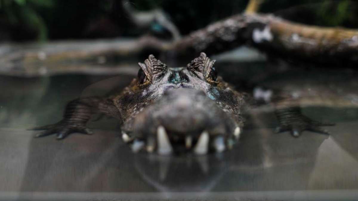 Nachbar-Regionen: Forscher: Krokodil aus Unstrut hat gute Überlebenschancen