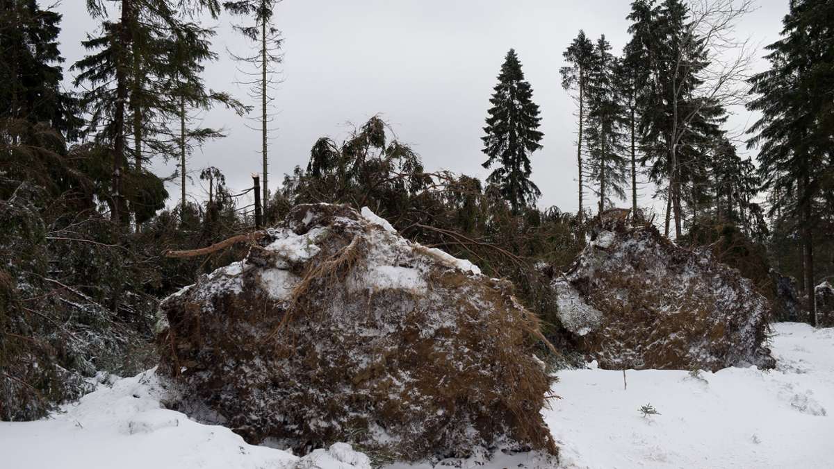 Stürmische Zeiten in den Wäldern:: Winterstürme hinterlassen  Waldschäden