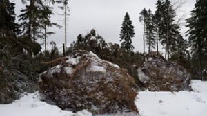 Winterstürme hinterlassen  Waldschäden