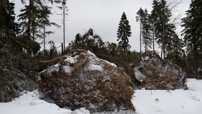 Winterstürme hinterlassen  Waldschäden