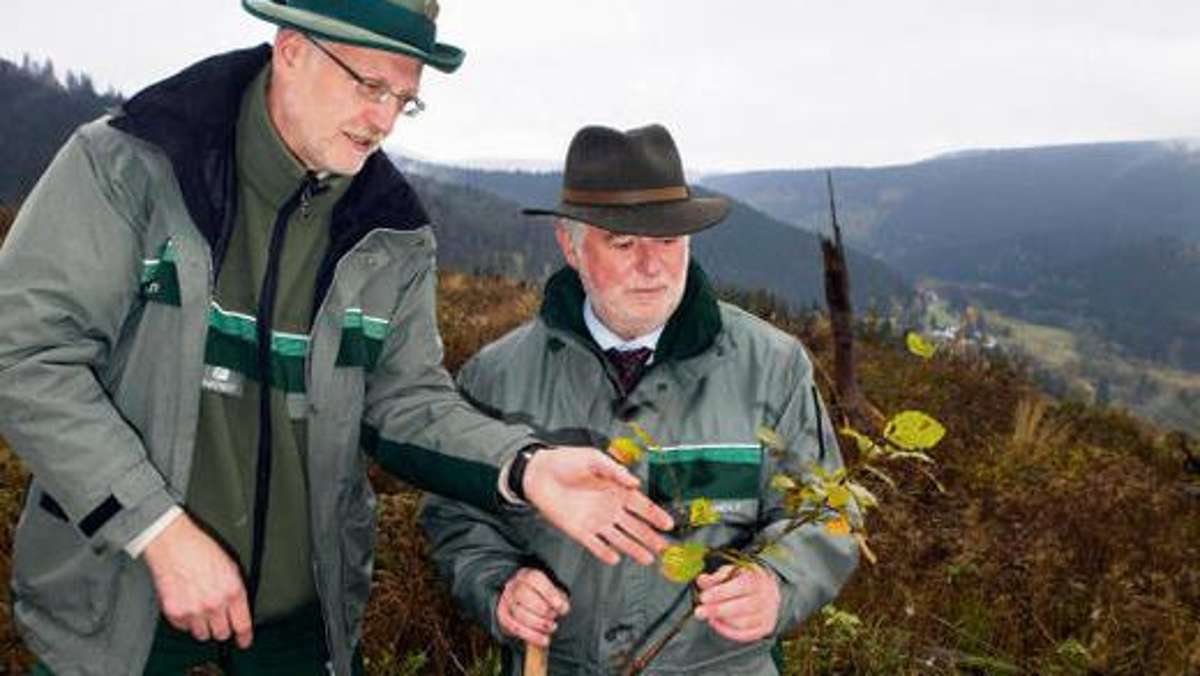 Thüringen: 300 000 neue Bäume für die Thüringer Wälder