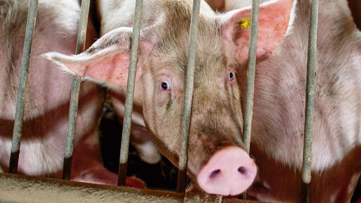 Erfurt/Sonneberg -: Schlachthof-Schließung wirkt bis in Thüringer Schweineställe