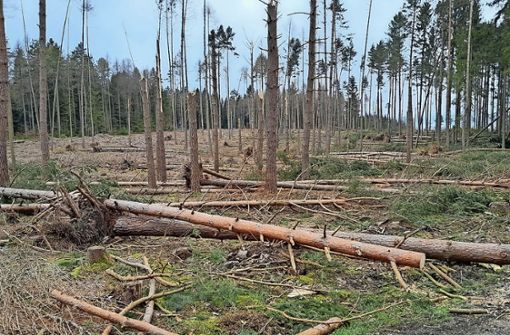 Schäden im Bereich Waldhaus: Der Wald ist kaum wiederzuerkennen. Foto: /privat