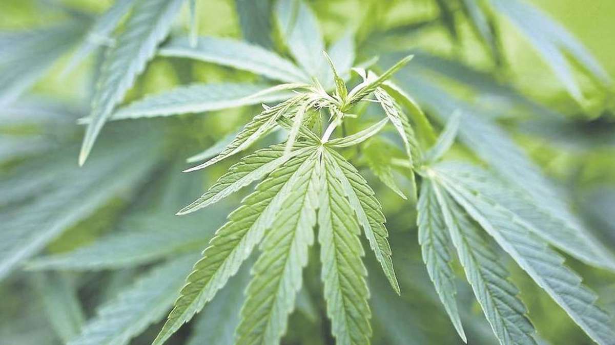 Sonneberg/Neuhaus: Frische Cannabispflanzen aus Wohnung in Sonneberg sichergestellt