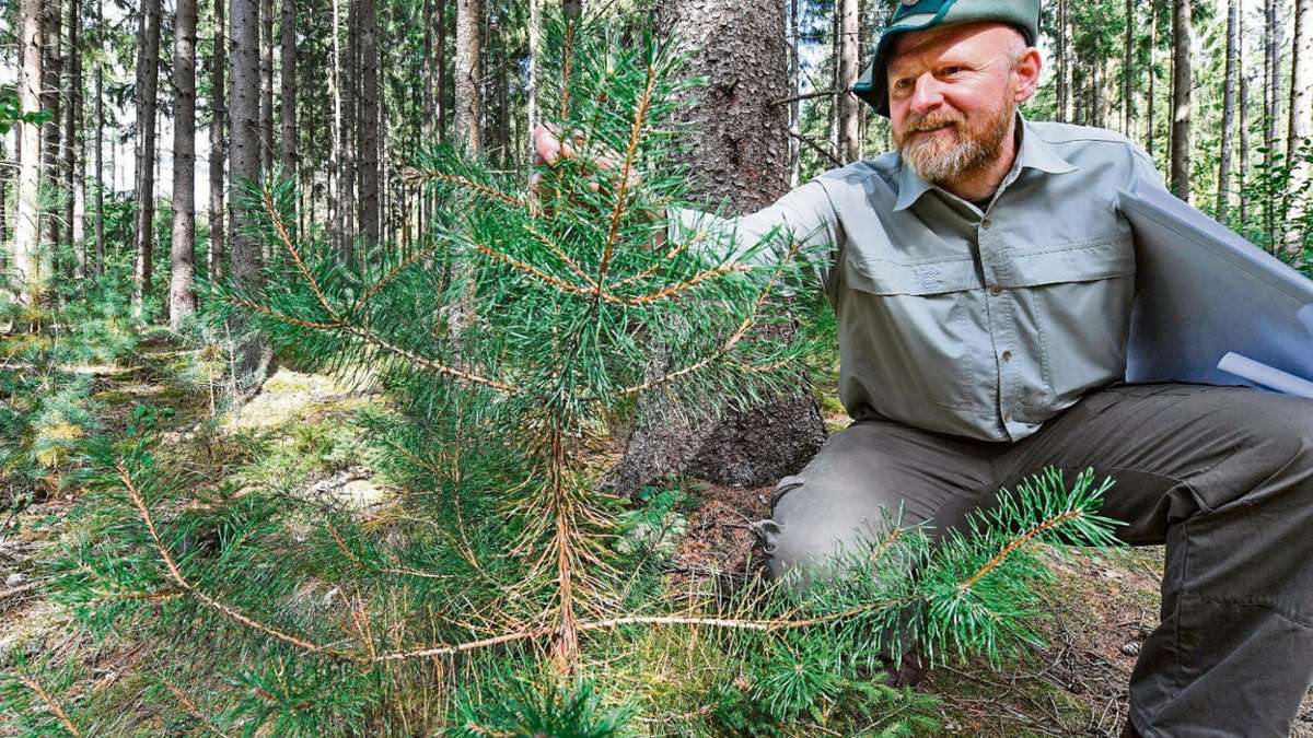 Bad Colberg-Heldburg: Zwölf Baumarten eignen sich für die Wiederaufforstung
