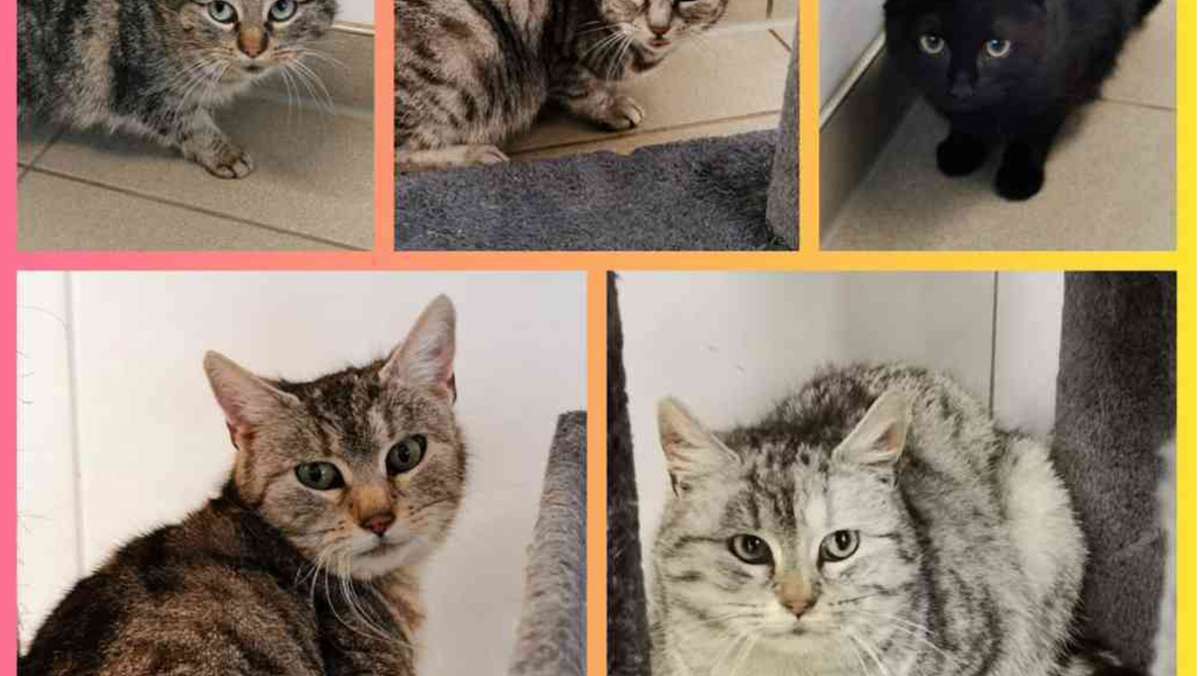 14 Katzen gerettet: Tierheim Ilmenau bittet um Spenden