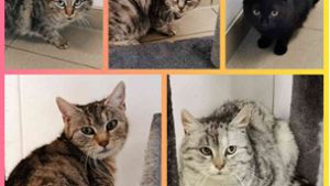 14 Katzen gerettet: Tierheim bittet um Spenden