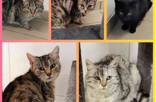 Hier sind einige der geretteten Katzen zu sehen. Foto: Tierheim Ilmenau