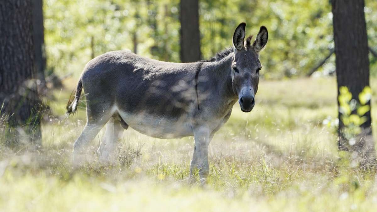Naturschutz: Esel im Einsatz für den Artenschutz