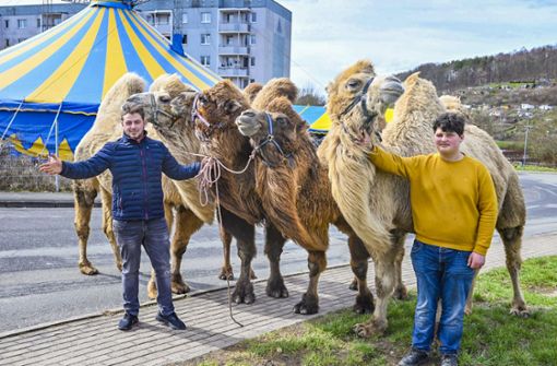 Wer Lust hat,  die Kamele Manfred, Juri, Janosch und Diego zu sehen, der sollte sich eine Vorstellung des Circus Atlantik vormerken Foto: Annett Recknagel
