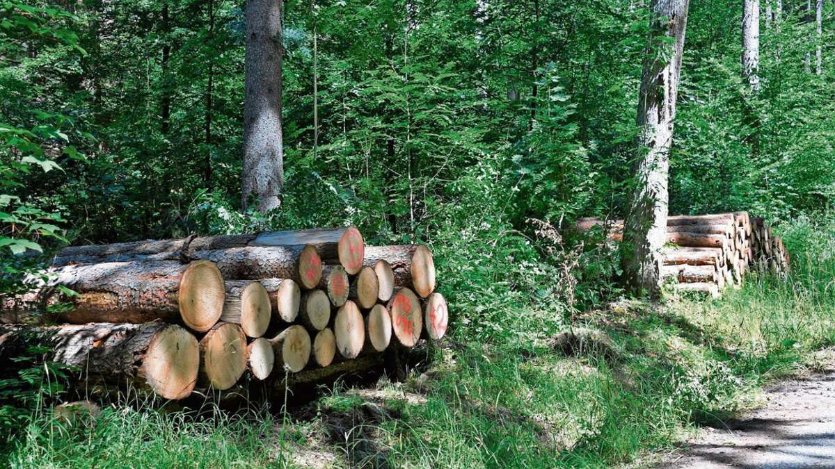 Meiningen: Gemeinde Untermaßfeld tritt Forstvereinigung bei