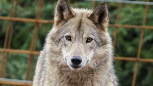 Schwallungen: Video: Verfolgungsjagd mit einem Wolf