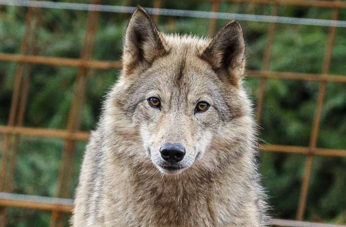 Schwallungen: Video: Verfolgungsjagd mit einem Wolf