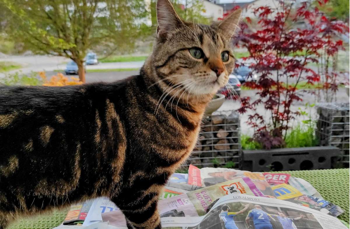 Ist zwar nicht meine Katze, kommt aber gerne Mal aus der Nachbarschaft zur Lektüre der Heimatzeitung vorbei, verrät Ändré Roch. Foto: /André Roch