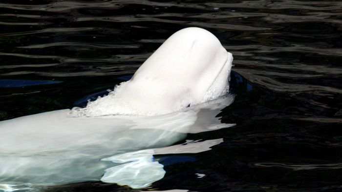 Belugawal  in Frankreich: Wieder verirrt sich ein Wal in die Seine