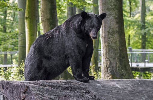 Ein Schwarzbär geht viral (Symbolbild). Foto: IMAGO/imagebroker/IMAGO/imageBROKER/alimdi / Arterra