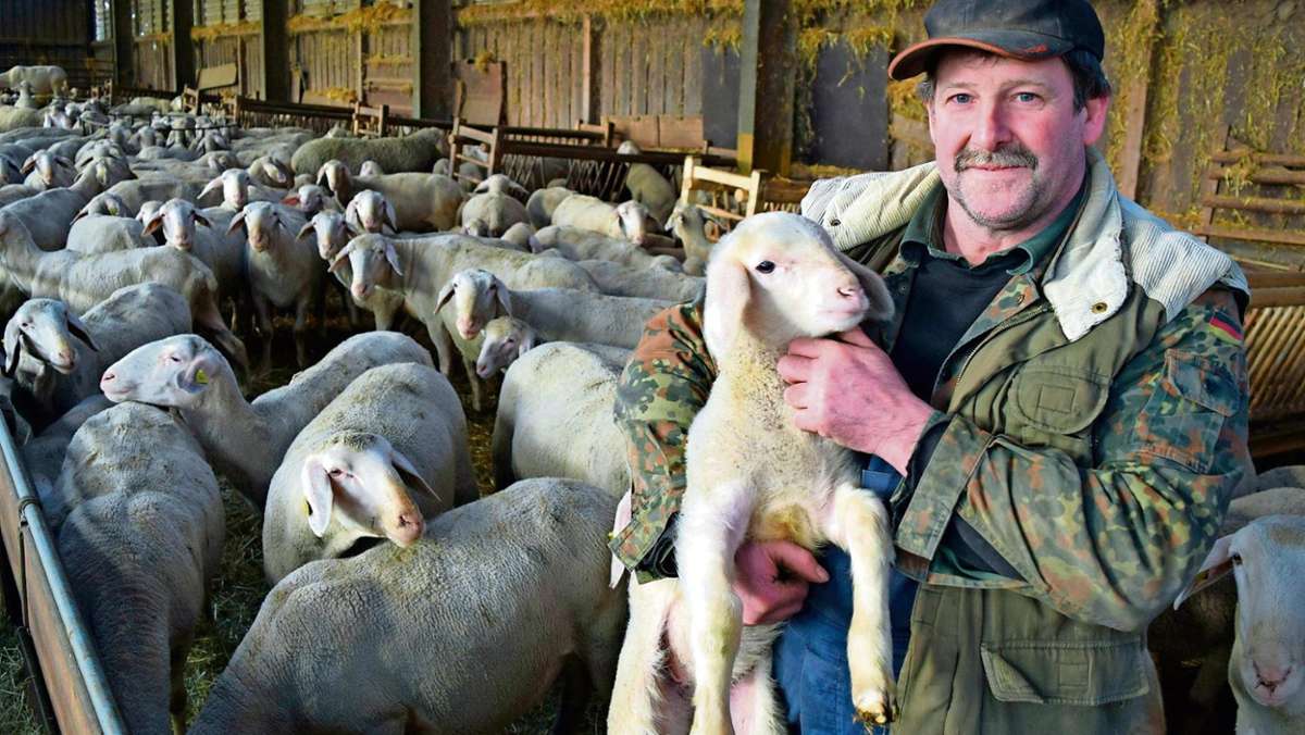 Rohr: Immer weniger Schafe: Landes-Prämie soll Trend stoppen