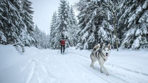 Zeugen gesucht: Aggressive Skifahrer mit Hund: Sturz und Schläge in der Loipe