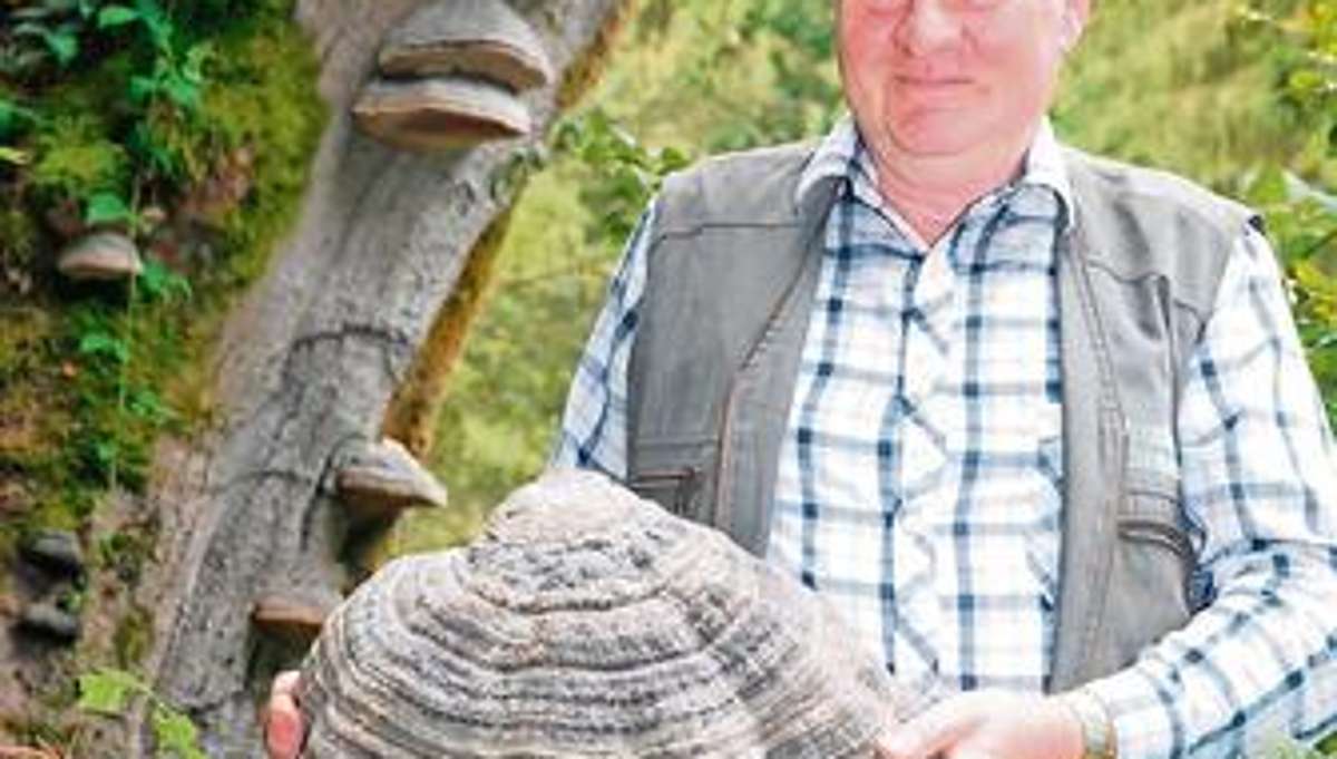 Hildburghausen: Wer findet den originellsten oder größten Baumpilz ?