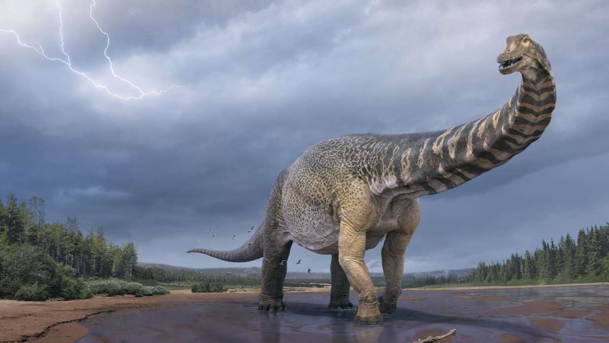 Neue Dinosaurierart in Australien bestimmt: Ein Riesen-Dino namens Cooper