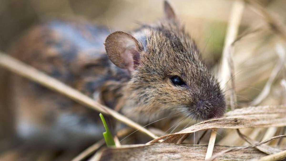 Thüringen: Ministerium: Einsatz von Gift gegen Mäuseplage denkbar