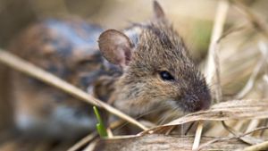 Mäuseplage: Bauern fordern Gifteinsatz ab August