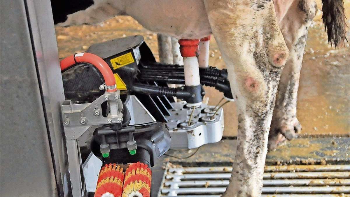 Griesheim/Hammersfeld: Handarbeit beim Melken ist Sache der Roboter