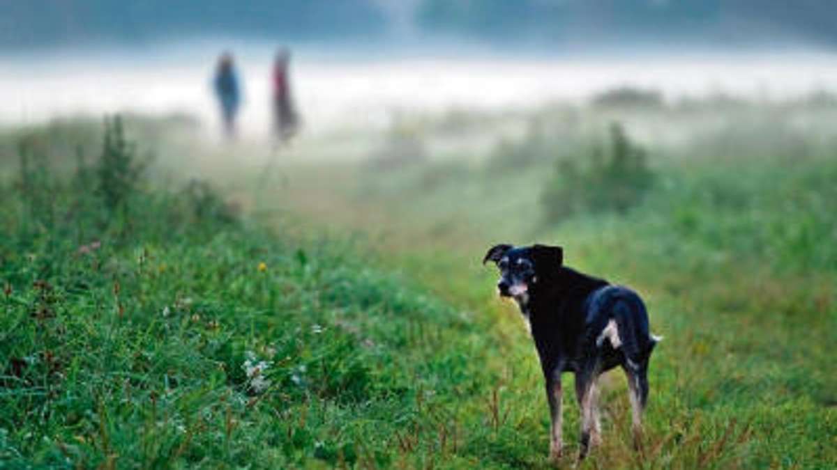 Ilmenau: Hunde gehören  im Wald an die Leine