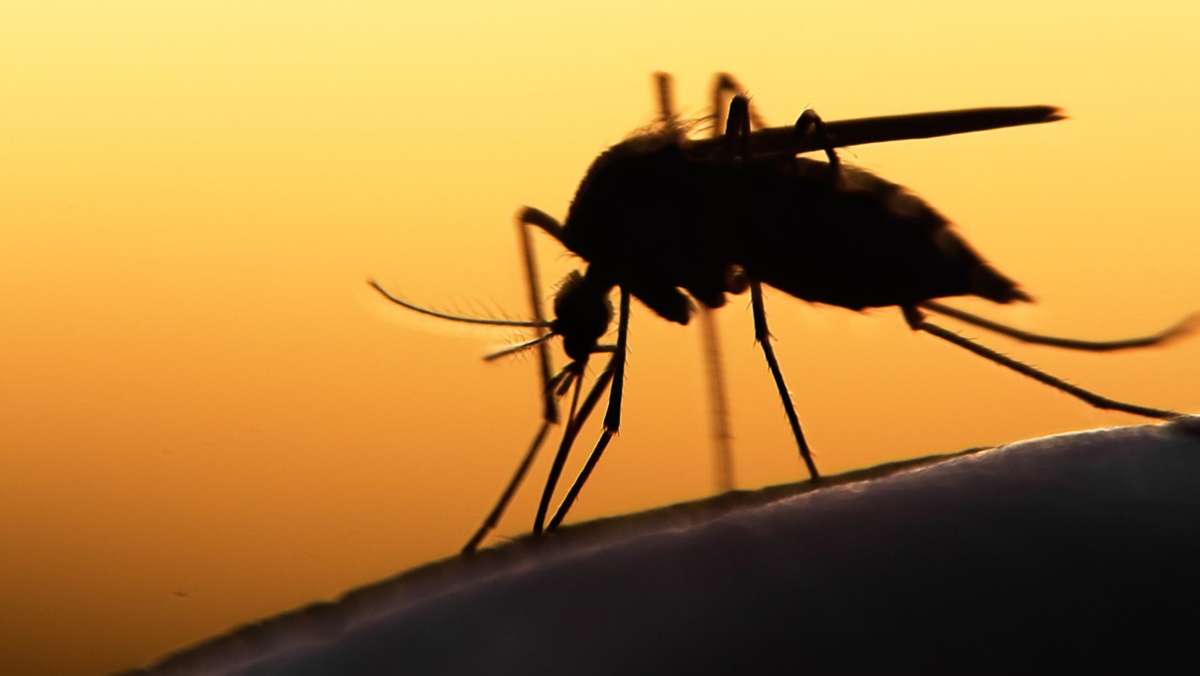 Mückenalarm: Wie gefährlich sind Stechmücken?