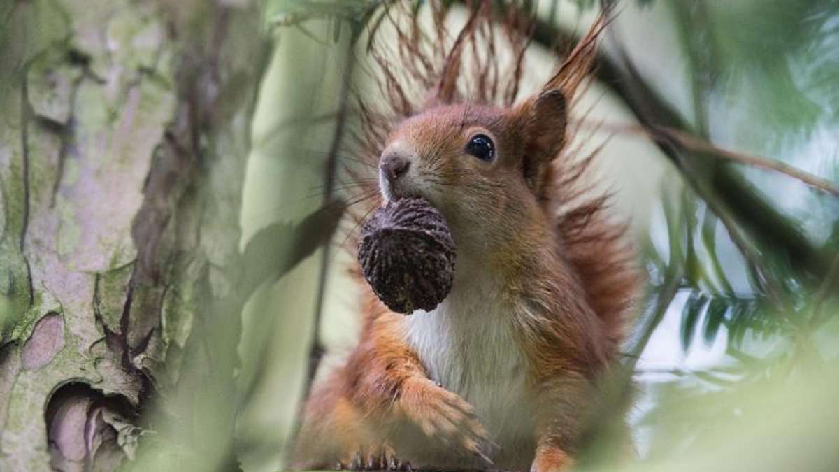 Thüringen: Nach heißem Sommer genug Nahrung für Eichhörnchen