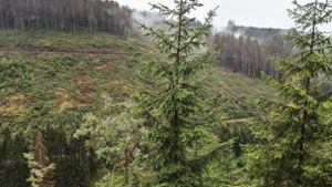 Forstarbeiten im Kommunalwald vergeben