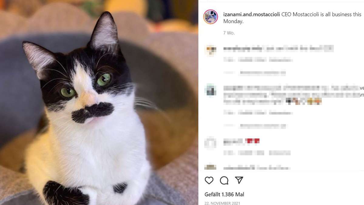 Instagram-Star Mostaccioli: Die Katze, die aussieht wie Freddie Mercury