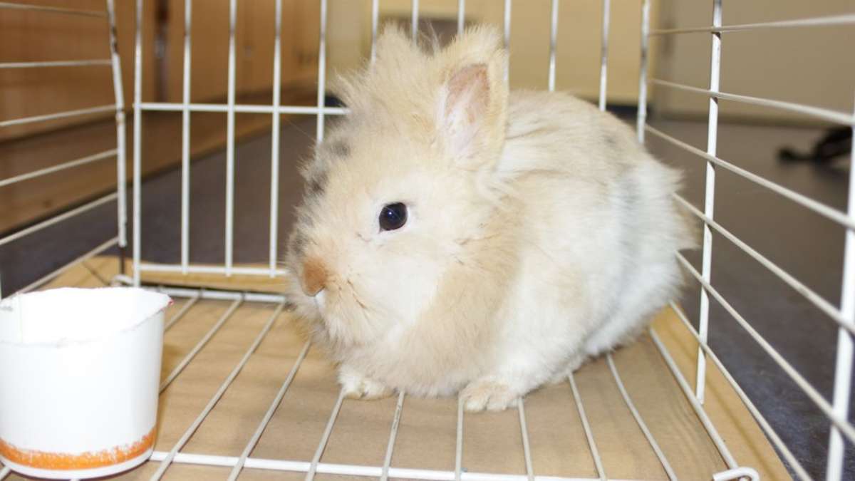 Thüringen: Findel-Kaninchen wieder zu Hause: Hermine ist ein Klopfer
