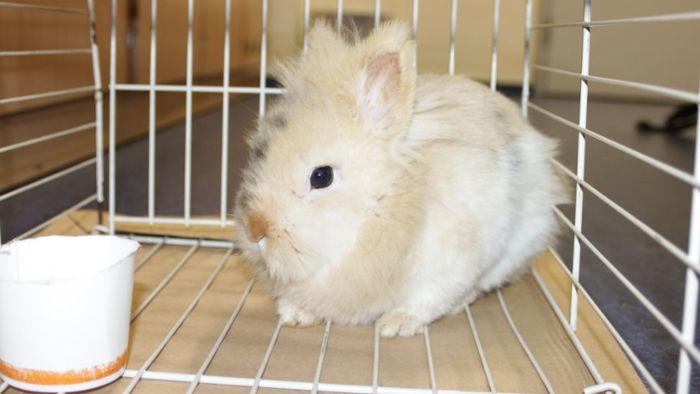 Findel-Kaninchen wieder zu Hause: 