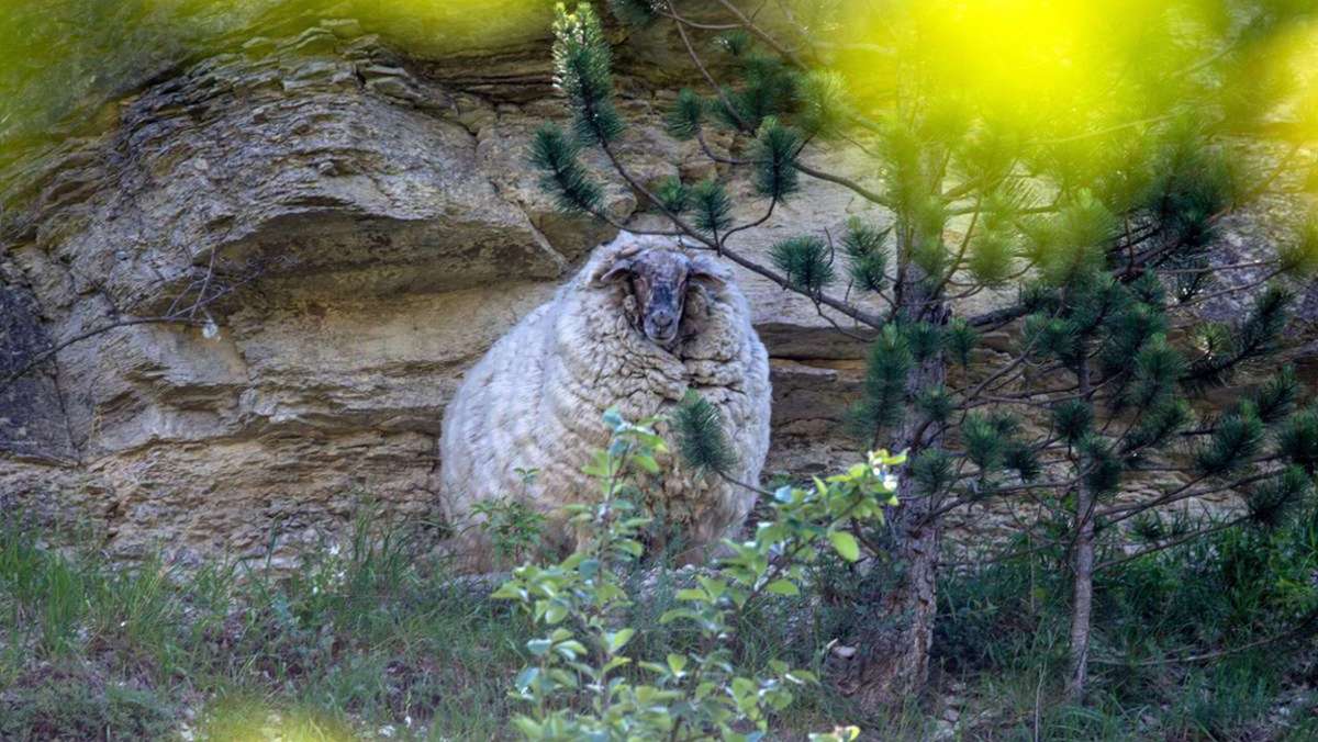 Kult-Schaf: Jonastal-Schaf Maggie vermutlich tot