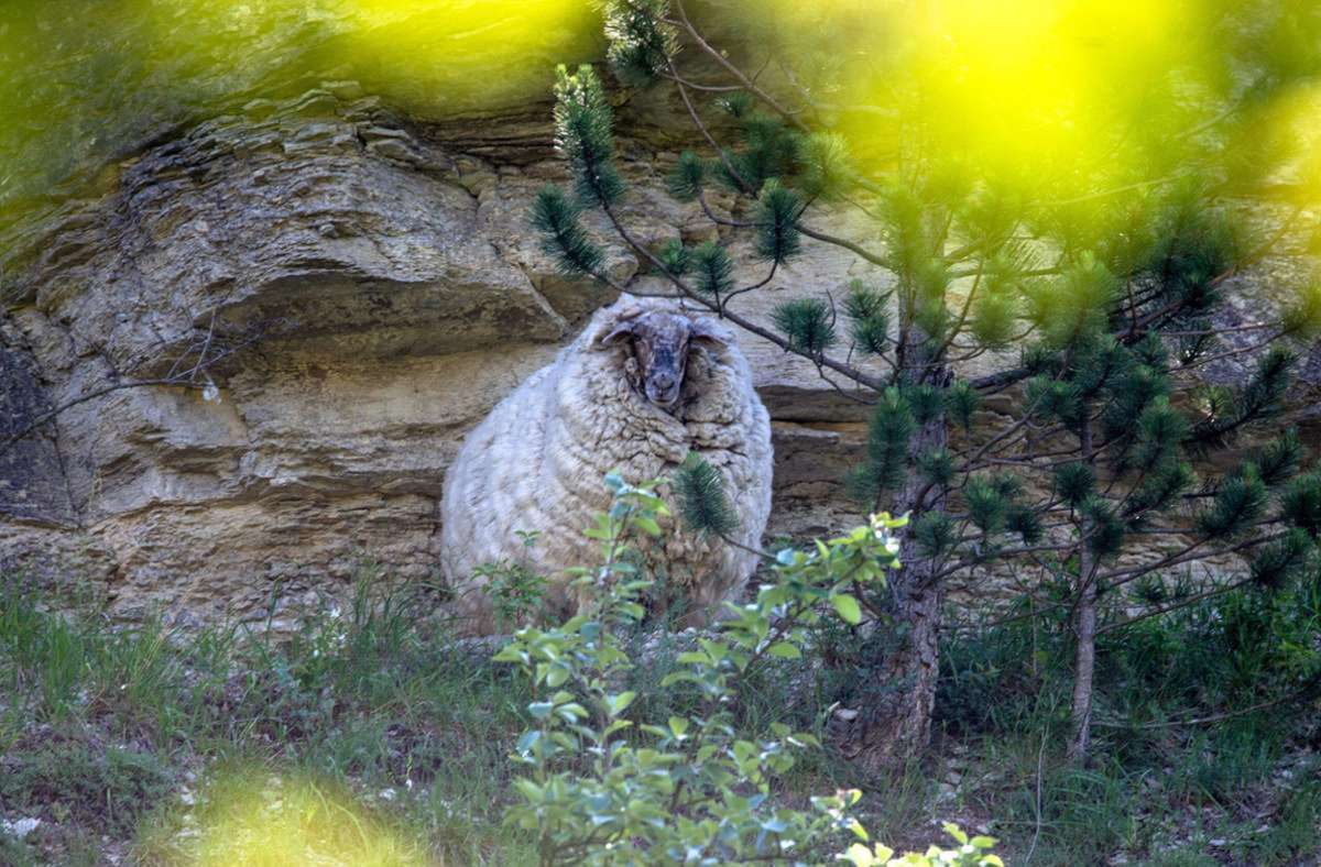Maggie aus dem Jonastal war beliebtes Fotomotiv. Nun ist das wild lebende Schaf offenbar verendet. Im Internet wurde ein entsprechendes Bild veröffentlicht. Maggie-Fans sind traurig. Foto: dpa