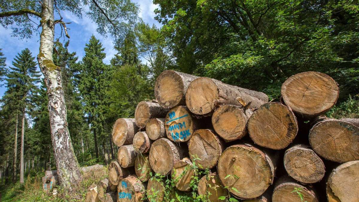 Thüringen: GPS hilft gegen Holz-Klau aus Thüringens Wäldern: Diebstähle gingen stark zurück