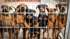 Dutzende Hunde für Tierversuche genutzt